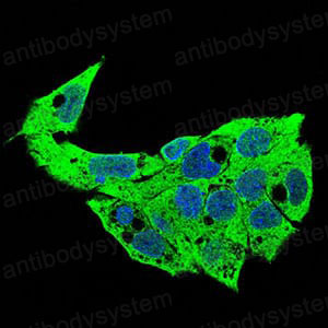Валидация IF - AntibodySystem RHD30802