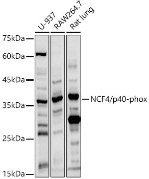 Валидация Elabscience E-AB-68341
