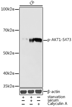 AP0140, вестерн-блоттинг, лизат клеток C6 (28364)