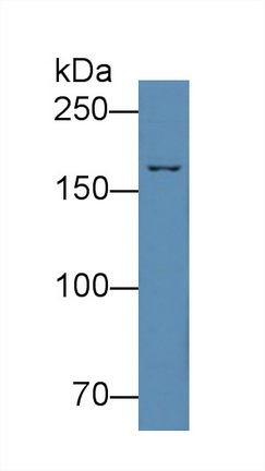 6219