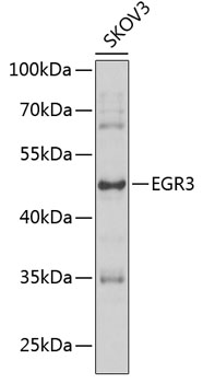 Валидация Elabscience E-AB-92795