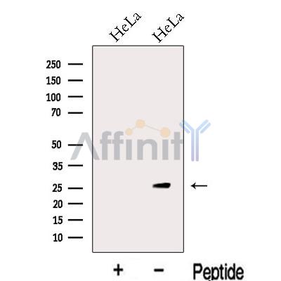 Валидация Affinity DF13105 - 7998