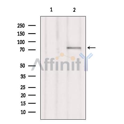 Валидация Affinity DF9859 - 22779