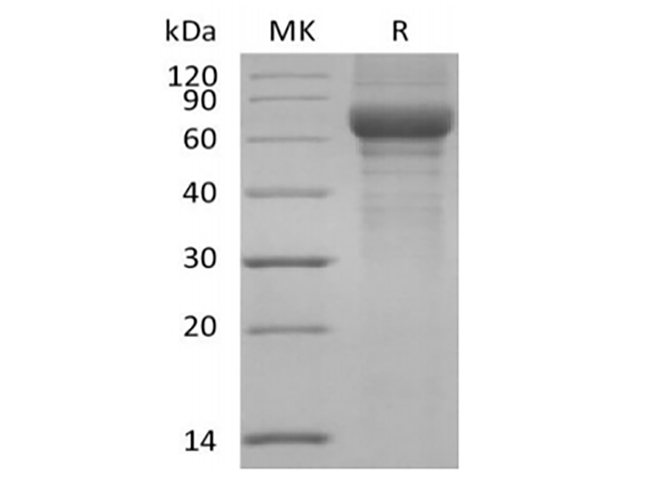 Валидация Elabscience PKSH033866(4100)
