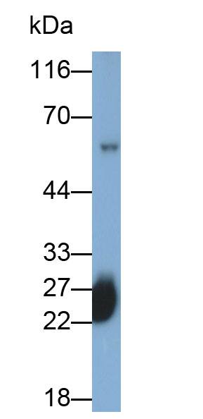31839
