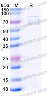 EHD03301, SDS-PAGE