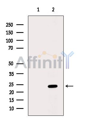 Валидация Affinity DF8959 - 21131