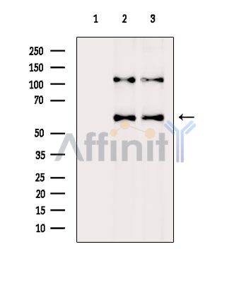Валидация Affinity DF16097 - 12667