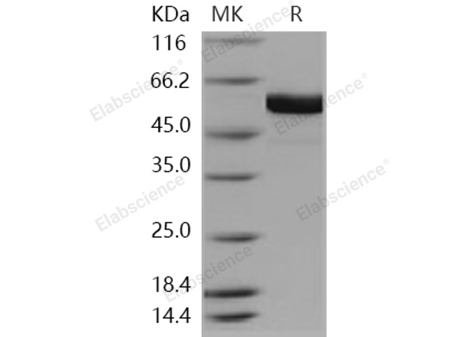 Валидация Elabscience PKSH031148(1921)