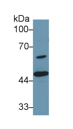13699