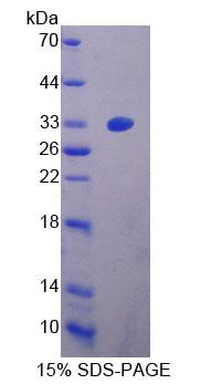 58631
