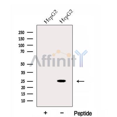 Валидация Affinity DF12987 - 7765