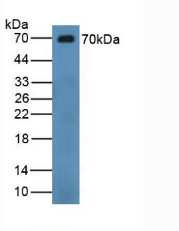 6121