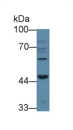 8666