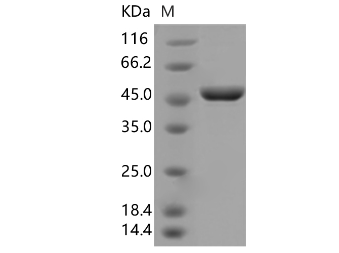Валидация Elabscience PKSV030345(6077)