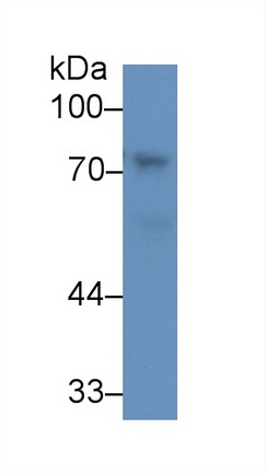 13085
