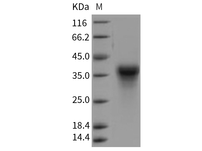 Валидация Elabscience PKSR030283(5629)