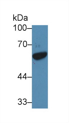 10094