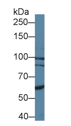 12624