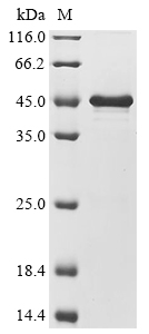 SDS-PAGE