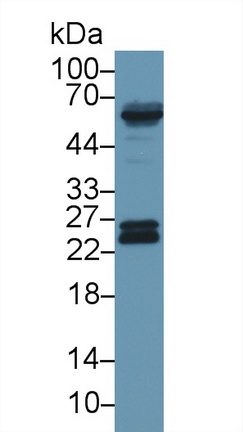 13784