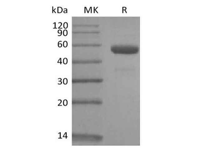 Валидация Elabscience PKSQ050110(5479)