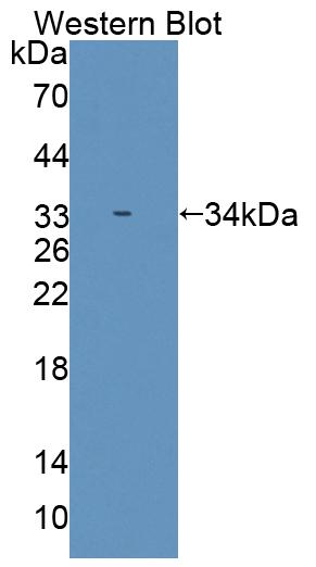 41751