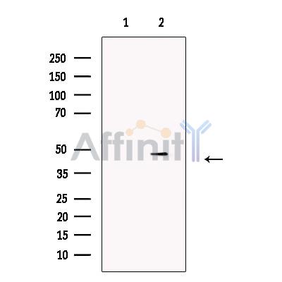 Валидация Affinity AF5244 - 2736