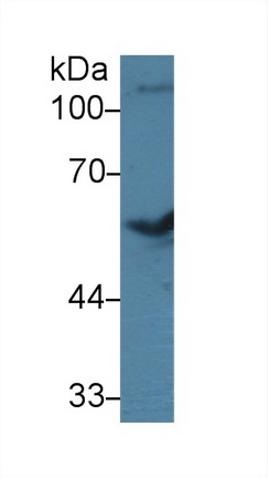 9499