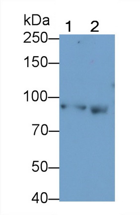 57507