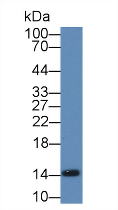 9069