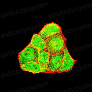Валидация IF - AntibodySystem RHF08201