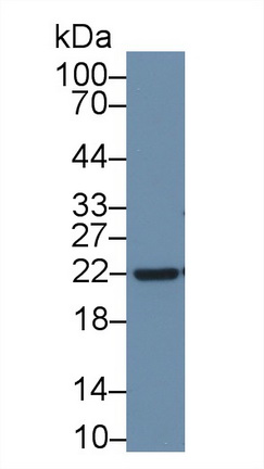 9629