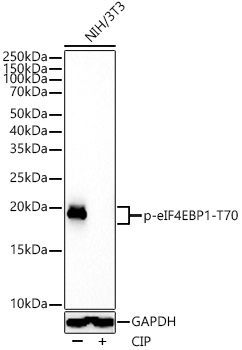 AP1334, вестерн-блоттинг, лизат клеток NIH/3T3 (25442)
