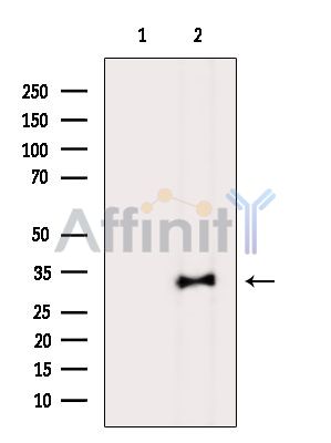 Валидация Affinity DF14386 - 10311