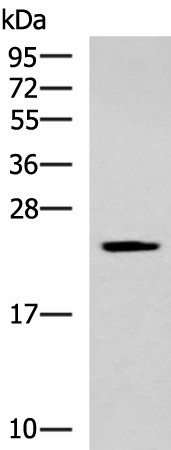 Валидация Elabscience E-AB-52550