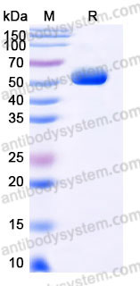 EHD11901, SDS-PAGE