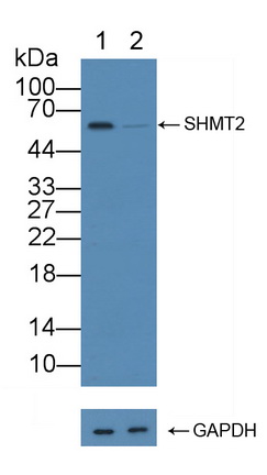 12160