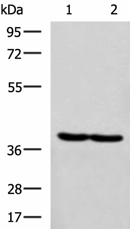 Валидация Elabscience E-AB-53174