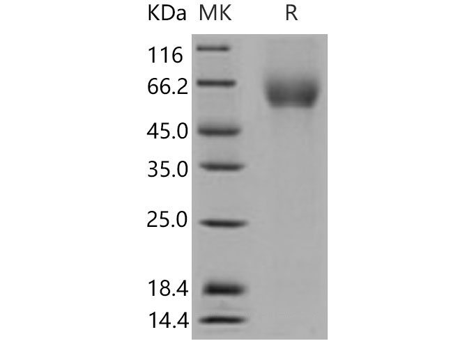 Валидация Elabscience PKSM040773(4743)