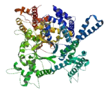 Coiled Coil Domain Containing Protein 165 (CCDC165)