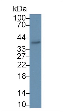 13294