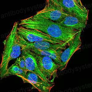 Валидация IF - AntibodySystem RHB10102