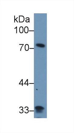 9166