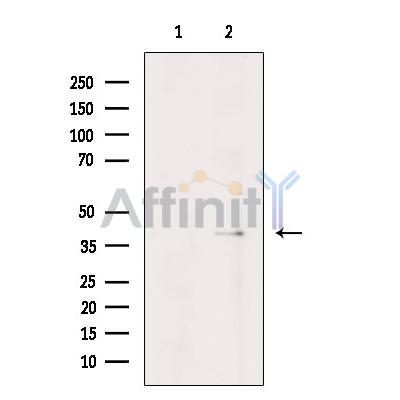 Валидация Affinity DF9043 - 21288