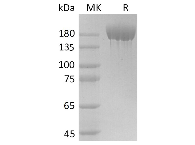 Валидация Elabscience PKSR030489(5792)
