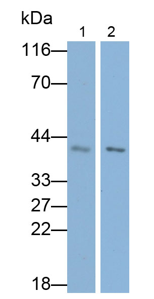 32541