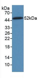 40045
