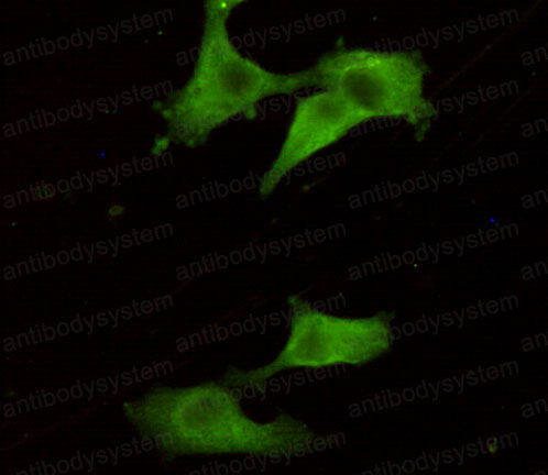 Валидация IF - AntibodySystem RHC44504