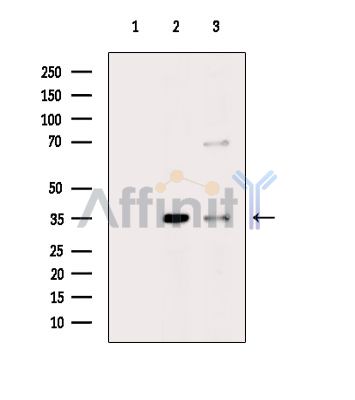 Валидация Affinity DF16106 - 12688